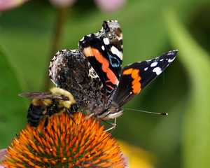 Butterfly and Bumble Bee Together