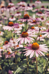 Close up of pink Echinacea flowers