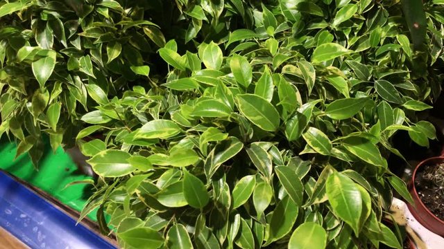 Handheld shot in 4k of a beautiful house plants of ficus with green small and big leaves in pots.
