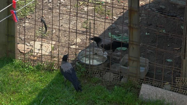 Hooded Crows eat food in henhouse (Corvus cornix) - (4K)