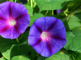 Purple Morning Glories in the Sun