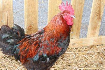 beautiful chicken rooster with its red ridge in the henhouse farmyard