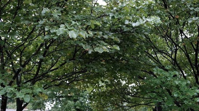 Rain falling on green trees during summer storm