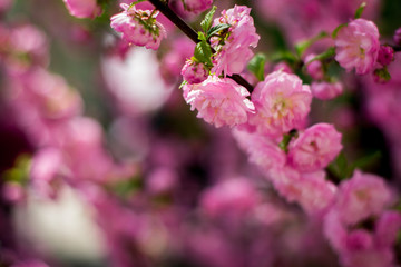  Bright flowers on a contrasting background. Juicy fruits. Summer is in full swing