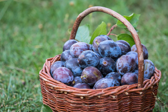 Plum harvest. Plums in a wicker basket on the grass. Harvesting fruit from the garden