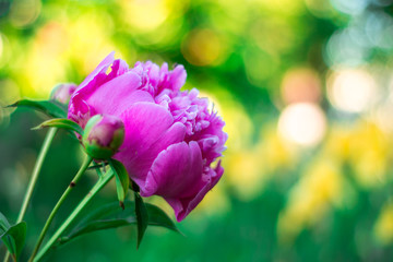 Цветы, фрукты, лето, сочность, весна 