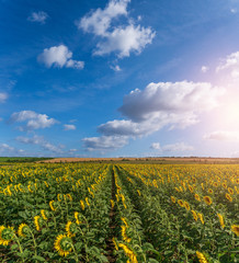 Fototapeta na wymiar Beautiful sunflowers in the field natural background