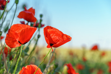 meadow of blooming red poppies under sunny blue skies