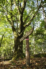丹沢山地の道 地蔵平の森