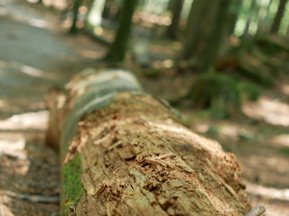 Der tote Baum