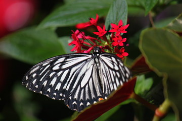 Magnifique papillon posé sur fleur