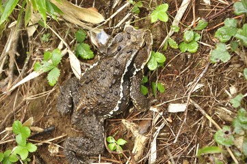 ニホンヒキガエル