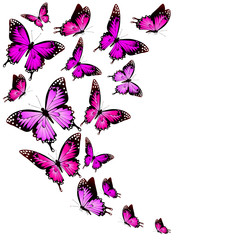 beautiful pink butterflies, isolated  on a white