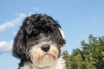 Portuguese Water Dog looking cute