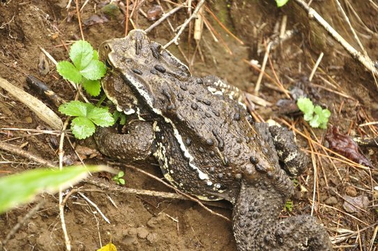 66 件の最適な ガマガエル 画像、ストック写真、ベクター | Adobe Stock
