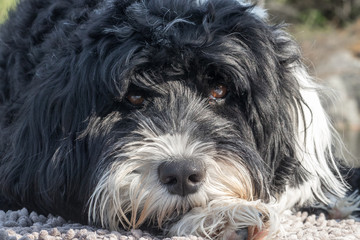 black and white Portuguese Water Dog headshot
