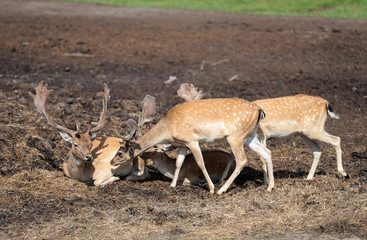 young deers in the meadow