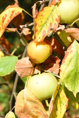 Obraz premium Apfel Bio