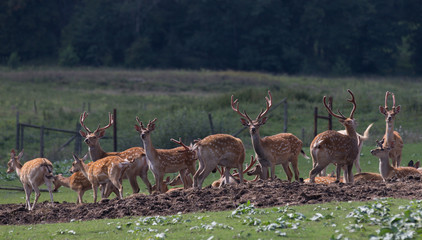 herd of deer
