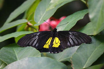 Magnifique papillon posé sur feuille
