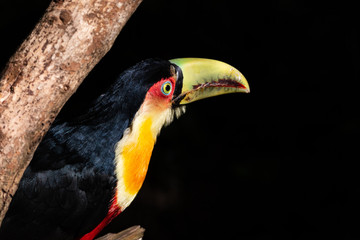 green billed toucan