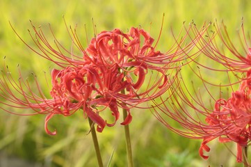 農地に咲くヒガンバナ