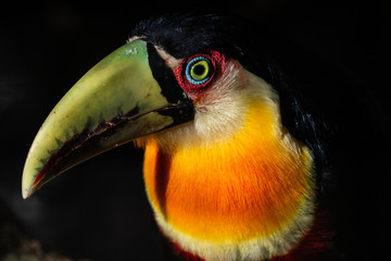 green billed toucan