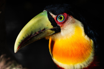 Green billed toucan