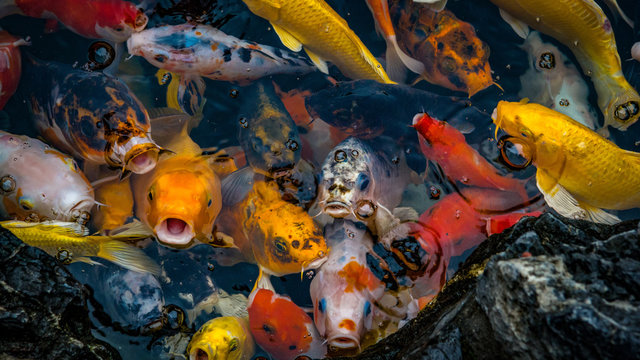 Koi Karpfen Teich