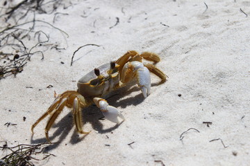 Crabe jaune avec pinces blanches dans le sable