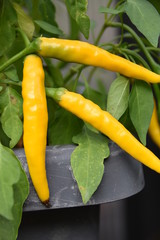 gelbe Pfefferroni 80