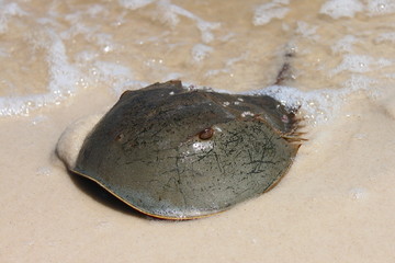 Limule ou « crabe fer à cheval » sur le sable