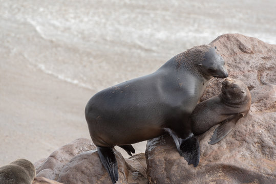 Mother and young seal love close together and caring, for each other, Namibia
