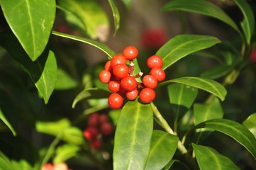 ミヤマシキミの実