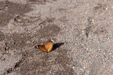 Beautiful orange Plain Tiger butterfly sitting on wet sand ground and basking in the sun with open wings showing off its color, Namibia