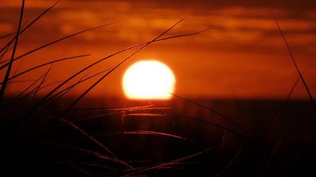 Big sun sinking over horizon long zoom through foreground grass on west coast Anawhata surf beach Waitakere Auckland New Zealand