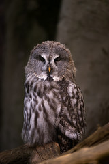Owl in the forrest