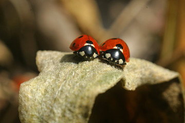 Two ladybugs staying close to each other as a symbol for friendship and partnership, family and marriage