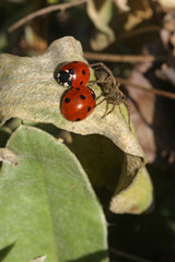 A spider can't catch two ladybugs staying close to each other (protected by their body armor shields) as a symbol for friendship and partnership, family and marriage