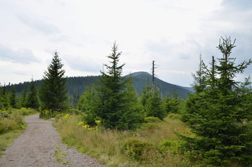 nature trail in the Giant Mountains