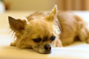 chihuahua with a sad look lies on the bed