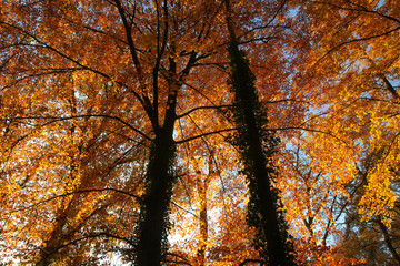 Obraz premium upward view of beautifully colored trees in autumn