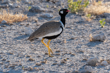 Portrait of a northern black male korhaan, white-quilled bustard, walking through arid desert in golden light, Etosha National Park, Namibia