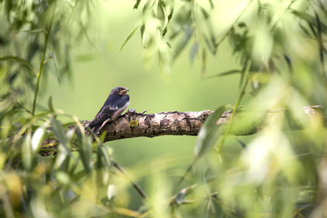 Beautiful green background with a swallow resting on a tree branch