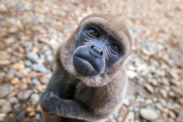 Fototapeta premium A monkey living in the jungle of the Amazon. Ecuador. The monkey looks at the top. Animals of Ecuador.