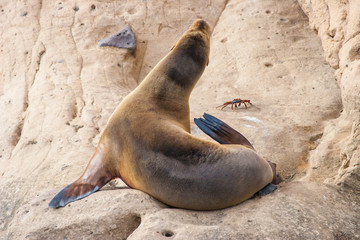Obraz premium Ecuador. The Galapagos Islands. A fur seal sits on a rock. Beaches of the Galapagos Islands. Pacific Ocean. The nature of Ecuador.