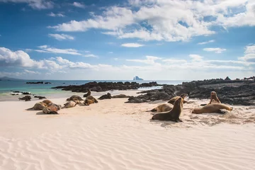 Foto op Canvas Ecuador. De Galapagos-eilanden. Zeehonden slapen op het strand. Stranden van de Galapagos-eilanden. Stille Oceaan. Zeehonden in Ecuador. Dieren van de Galapagos-eilanden. © Grispb