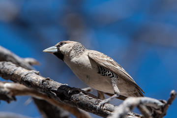 Low angle photograph of grey sociable weaver between branches in front of blue sky, Etosha National Park, Namibia