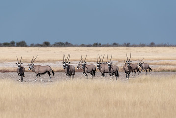 A wonderful beautiful herd of gemsbok (Oryx) antelopes standing on white salt pan between yellow...