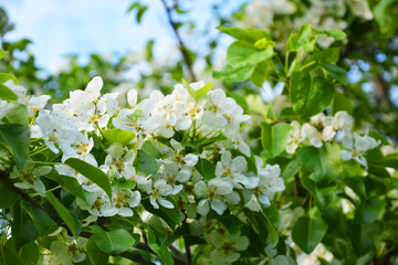 appletree, flower, spring, tree, white, blossom, nature, flowers, green, branch, apple, plant, garden, cherry, bloom, leaf, beauty, blooming, beautiful, season, petal, blossoming, summer, macro